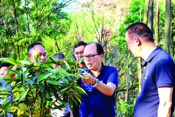     专家指导南昆山毛茶种植。 惠州日报记者骆国红 摄