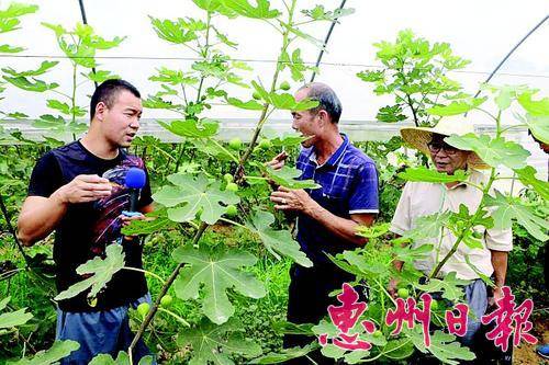  果农交流特色水果种植经验。