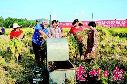 水稻种植大户、水稻专业合作社代表现场观摩水稻新品种收割。