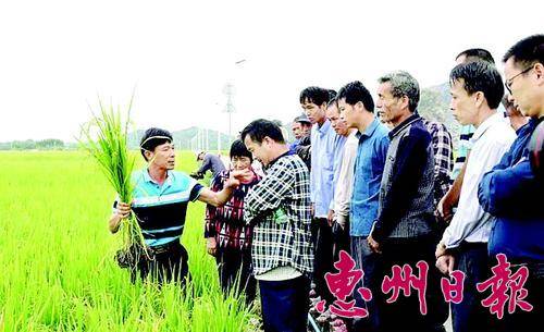 农技专家在田头为农民讲解水稻种植要点。