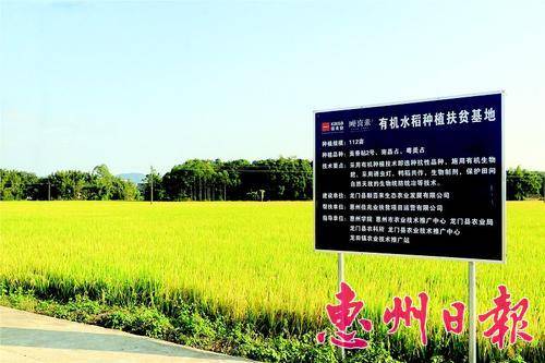 西埔村有机水稻种植扶贫基地稻田满眼金黄。