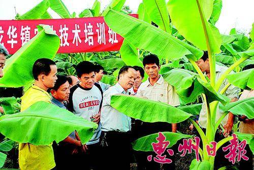 在芭蕉专业技术推广现场讲座上，不少有创业理想的农村青年前往“取经”。
