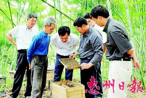养蜂专家向养蜂户讲解养蜂技术。