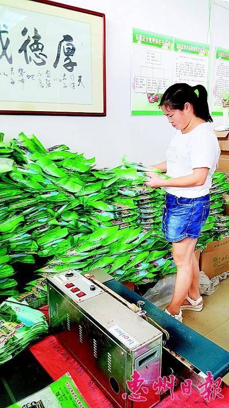 刘林利在查看打好包装的梅菜。 本报记者方莲花 朱如丹 摄