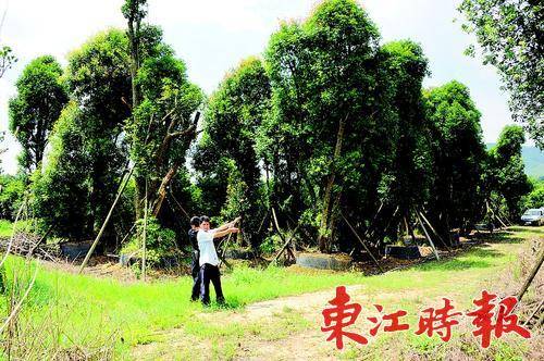 张某波指认作案现场。 《东江时报》记者蔡伟健 通讯员杨靖 摄

