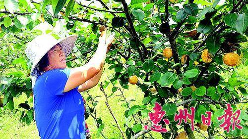 朱守国的妻子在采摘青花梨。 本报记者费 燕 摄
