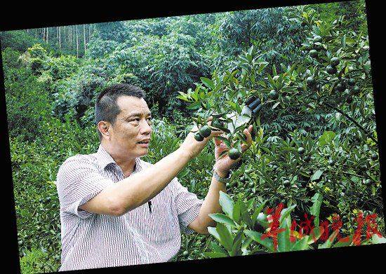 谢伟平委员细致察看柑橘种植情况