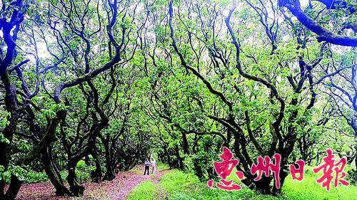 位于平陵镇竹龙村牛尾村民小组的古荔枝树林。