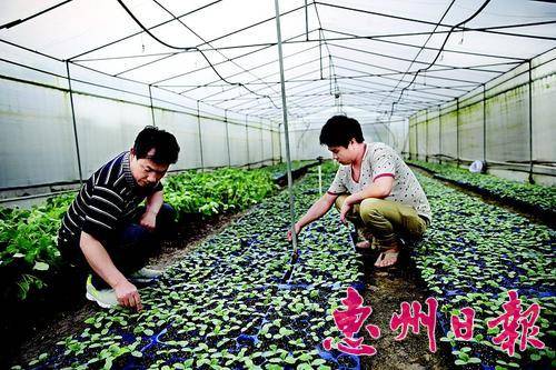 仲恺区陈江勇记农业的工人在查看瓜苗生长情况。 本报记者钟畅新 摄
