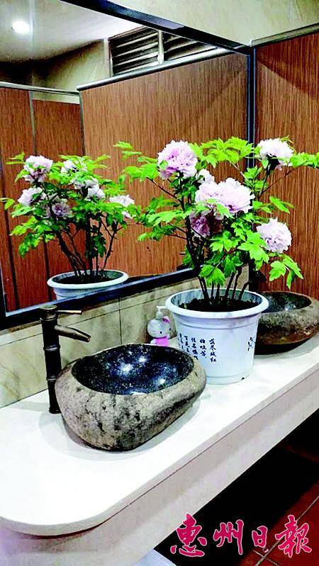 万洞古村旅游厕所内摆放了花盆。
