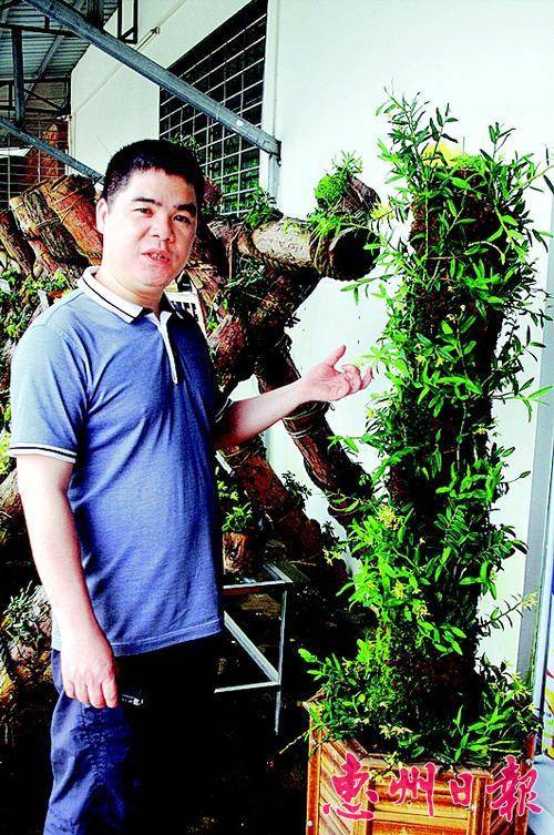  斛金缘技术顾问李小明介绍仿野生铁皮石斛种植系统。 