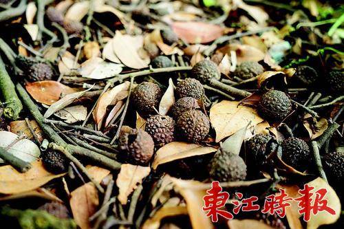 20多年来，古荔枝林无人打理，成熟的荔枝无人采摘，掉落一地。 
