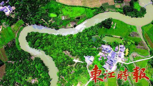 龙门县平陵镇竹龙村牛尾村民小组的荔枝林距今至少有250年（航拍图片）。 