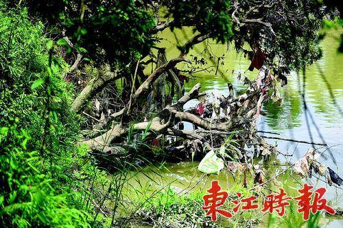 不少荔枝树倒塌没入河水中。 