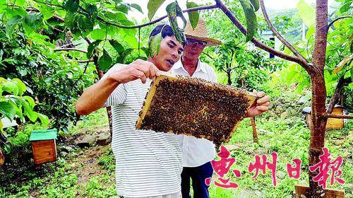 ▲合头村养蜂农民专业合作社社员在养蜂场里检查蜂箱，相互交流养蜂经验。
