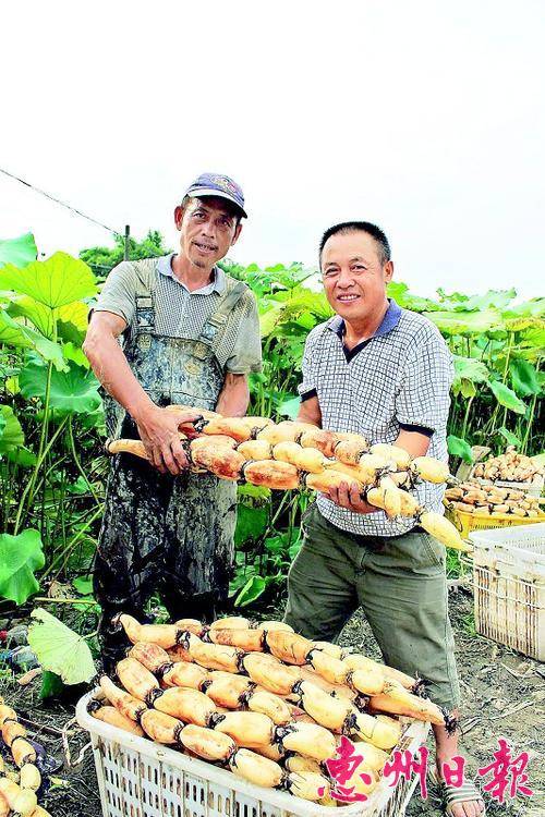 吴秋生（右）正在采收莲藕。
