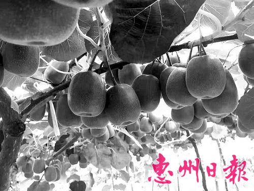  在龙门县龙江镇坑头村奇异果种植基地，树上挂满了一个个饱满的奇异果。
 本报记者费燕 摄
