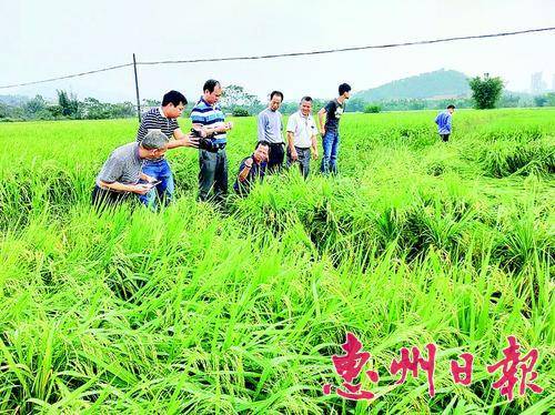 台风“海马”过后，农技专家到田间地头向农户提供帮助。 
