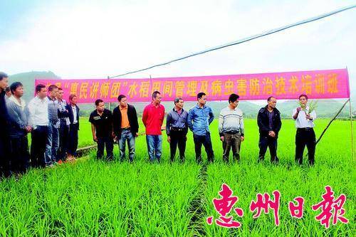 惠民讲师团到龙华镇水坑村田间向农户讲解水稻种植技术。
