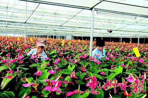 蓝田瑶族乡兰花基地工作人员在护理花卉。