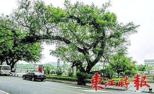 490岁古榕树曾是龙门西林河畔一道风景，如今成为龙门人的记忆。
