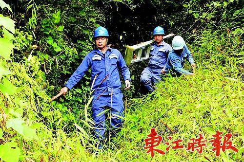 工作人员巡查供电线路经常要翻山越岭、横跨山林。本组图片《东江时报》记者朱金赞 摄 