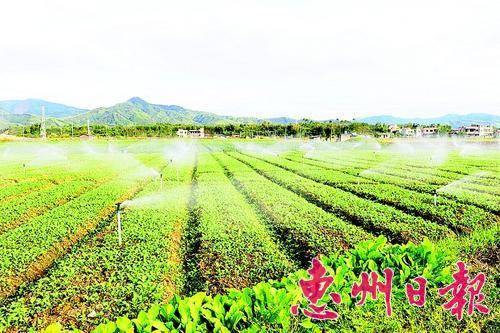 龙平渠旁一蔬菜种植基地用自由喷淋系统浇菜。 