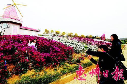  春节假期，许多游客到龙门畅游田园花海，感受生态乐趣。 