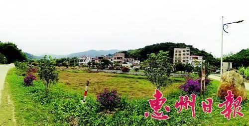  麻榨镇大陂村绿意盎然。 