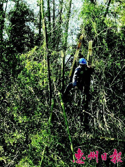 潘志明在山上清理影响电力安全的竹子。